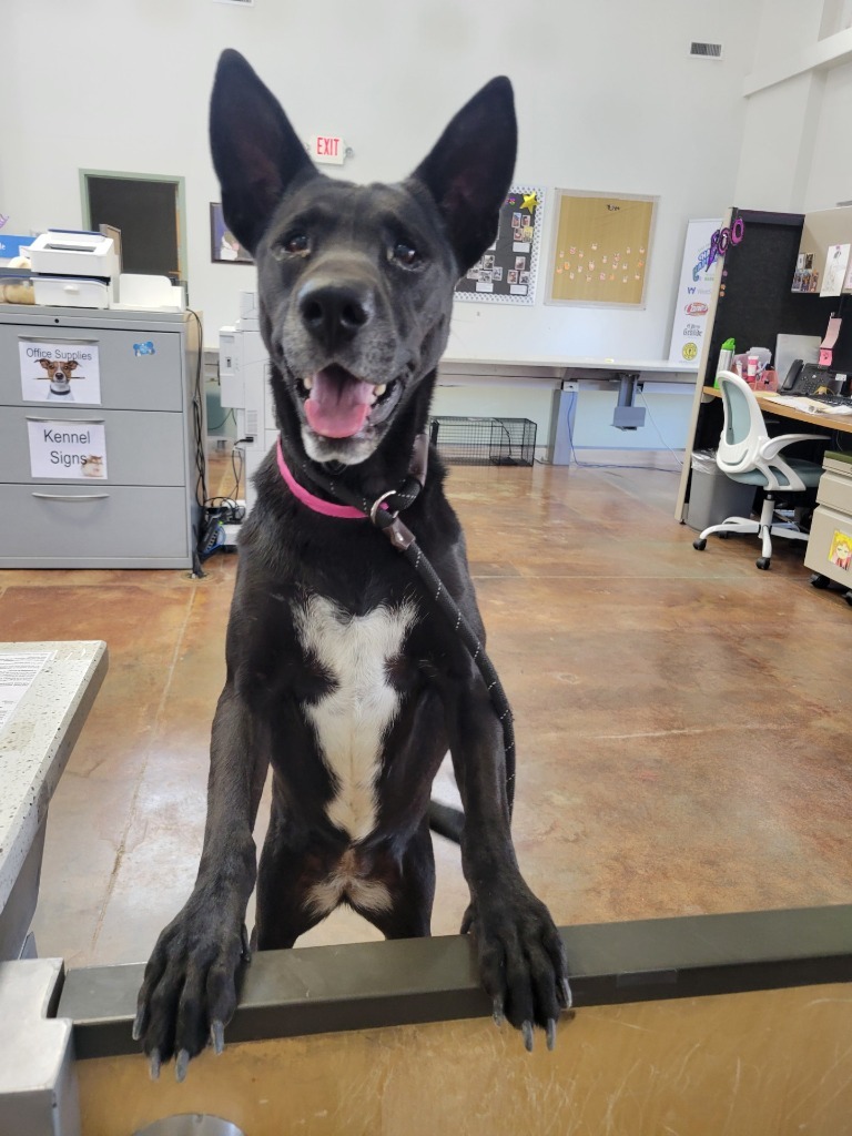 Dog for adoption Sadie, a Retriever Mix in El Paso, TX Petfinder