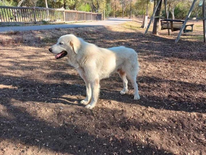 Dog for adoption Albus SAT, a Great Pyrenees Mix in Quinlan, TX