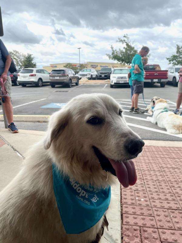 Dog for adoption Albus SAT, a Great Pyrenees Mix in Quinlan, TX