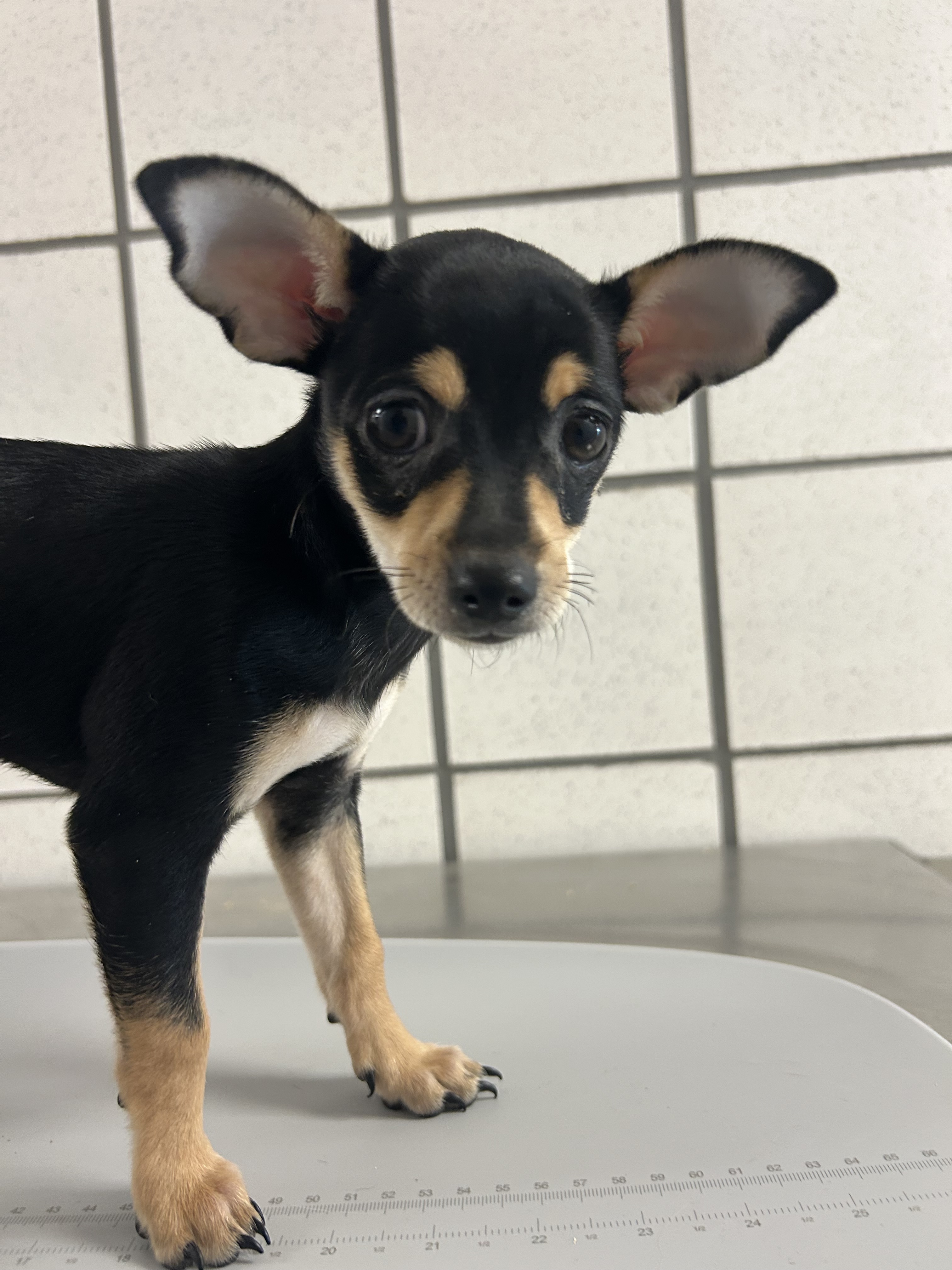 Dog for adoption 57061848, a Chihuahua Mix in El Paso, TX Petfinder