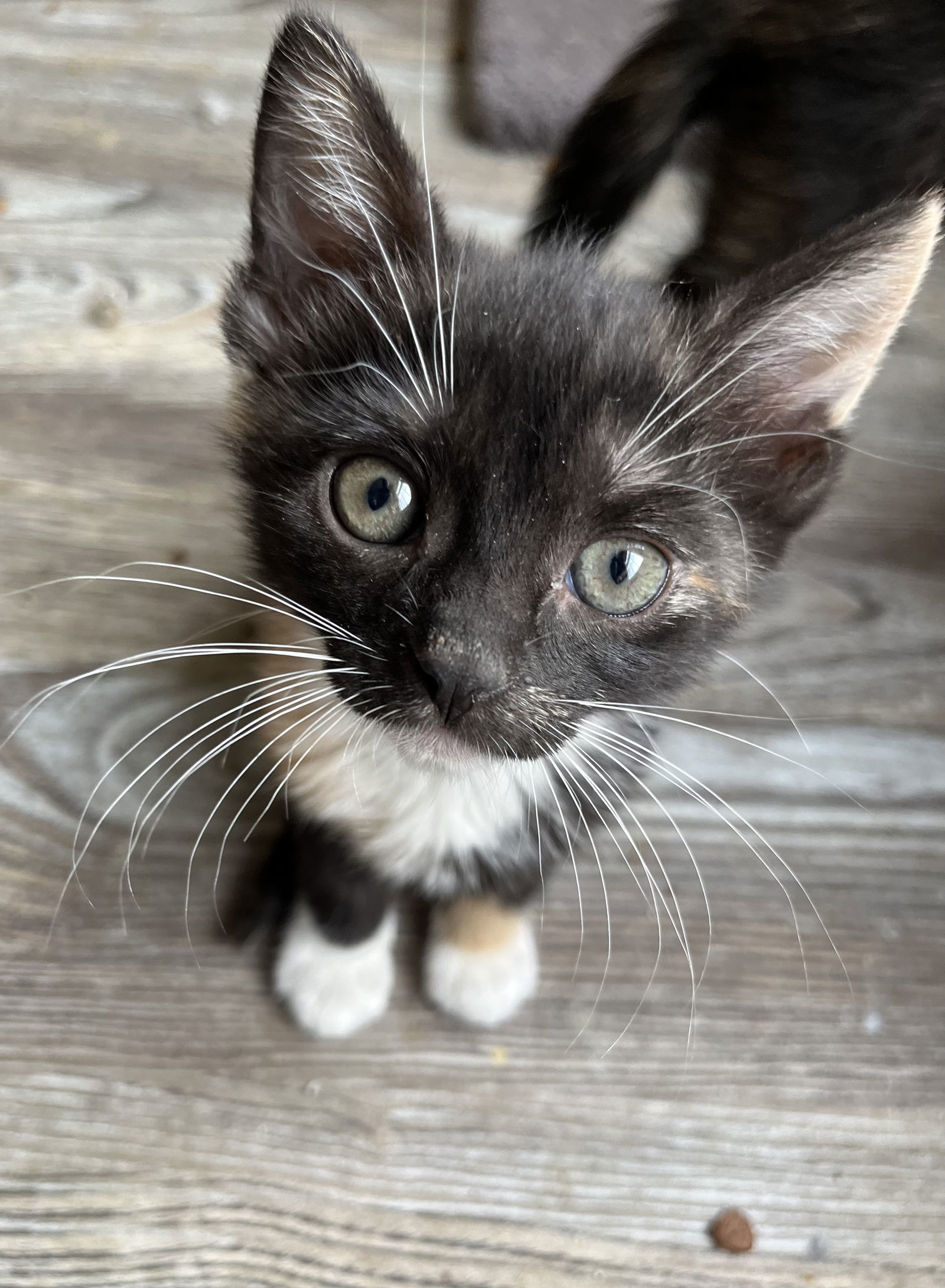 Cat for adoption Sweet Scoop (and Dairy Queen), a Domestic Short Hair