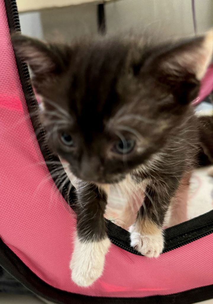 Cat for adoption Sweet Scoop (and Dairy Queen), a Domestic Short Hair
