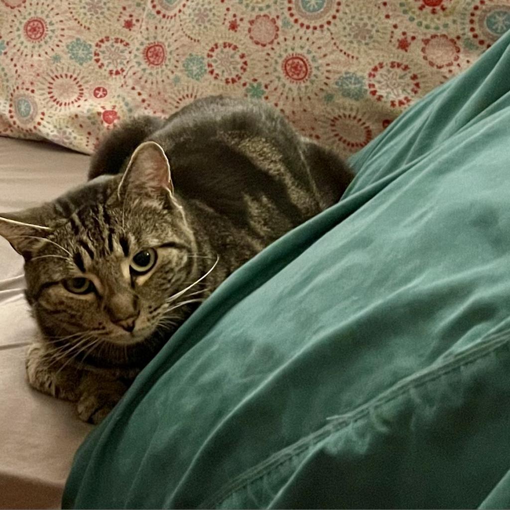 CLAUDIA, an adoptable Abyssinian, Domestic Short Hair in Point Richmond, CA, 94801 | Photo Image 5