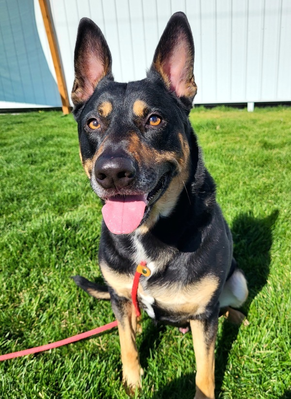 Brody 42839, an adoptable German Shepherd Dog in Pocatello, ID, 83205 | Photo Image 1