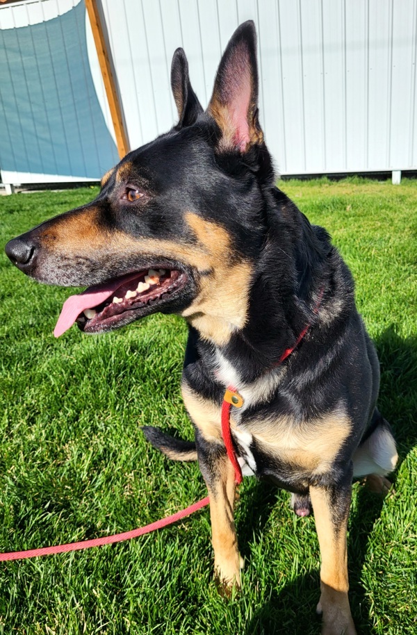 Brody 42839, an adoptable German Shepherd Dog in Pocatello, ID, 83205 | Photo Image 2