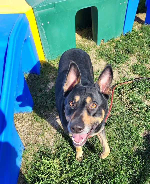 Brody 42839, an adoptable German Shepherd Dog in Pocatello, ID, 83205 | Photo Image 3