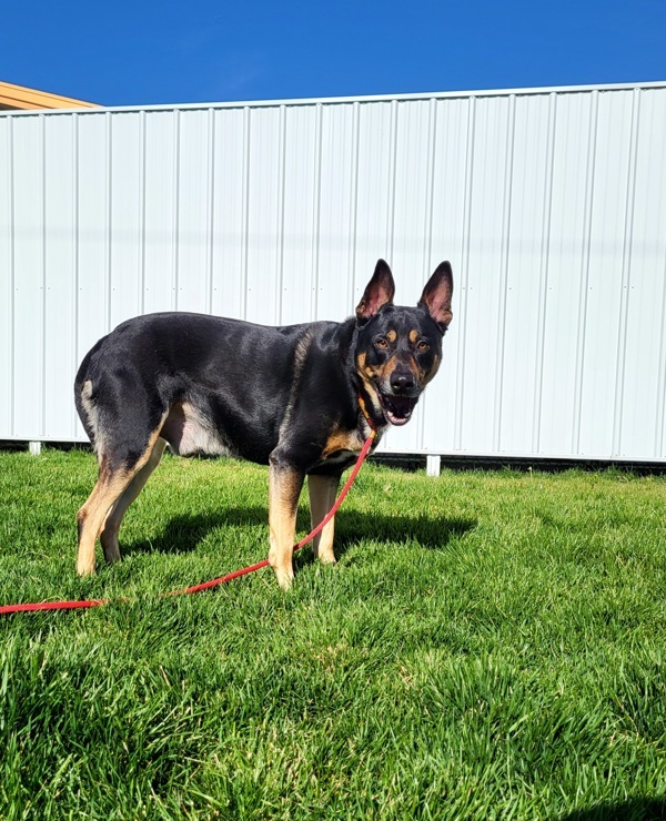 Brody 42839, an adoptable German Shepherd Dog in Pocatello, ID, 83205 | Photo Image 4