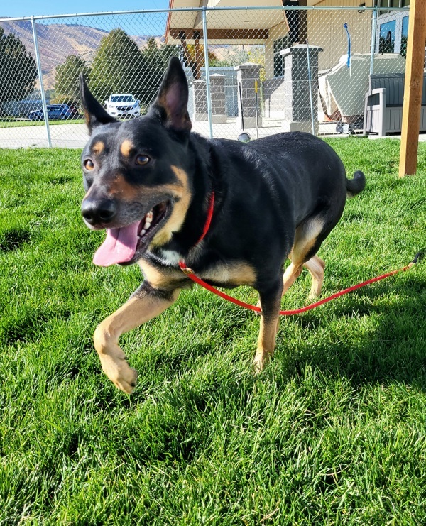 Brody 42839, an adoptable German Shepherd Dog in Pocatello, ID, 83205 | Photo Image 5