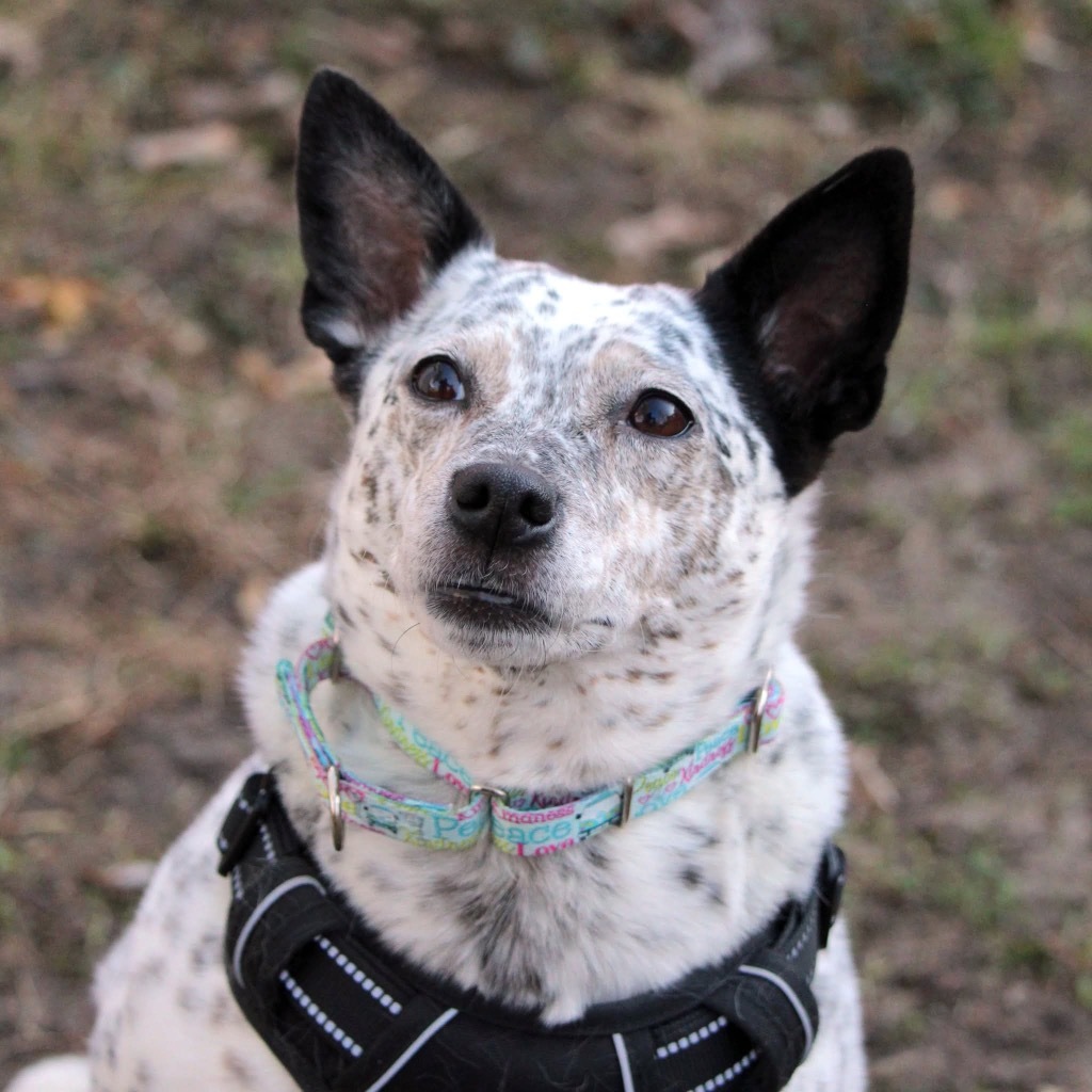 Jojo, an adoptable Cattle Dog, Mixed Breed in Savage, MN, 55378 | Photo Image 1