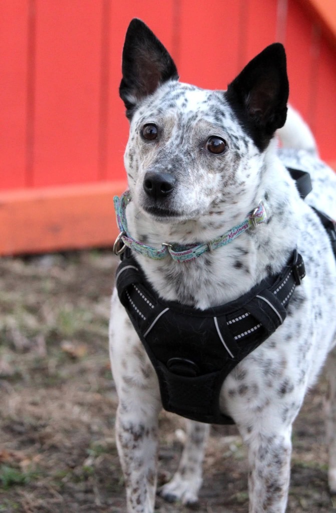 Jojo, an adoptable Cattle Dog, Mixed Breed in Savage, MN, 55378 | Photo Image 2