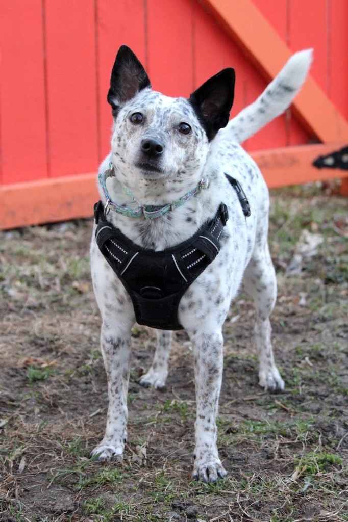 Jojo, an adoptable Cattle Dog, Mixed Breed in Savage, MN, 55378 | Photo Image 3