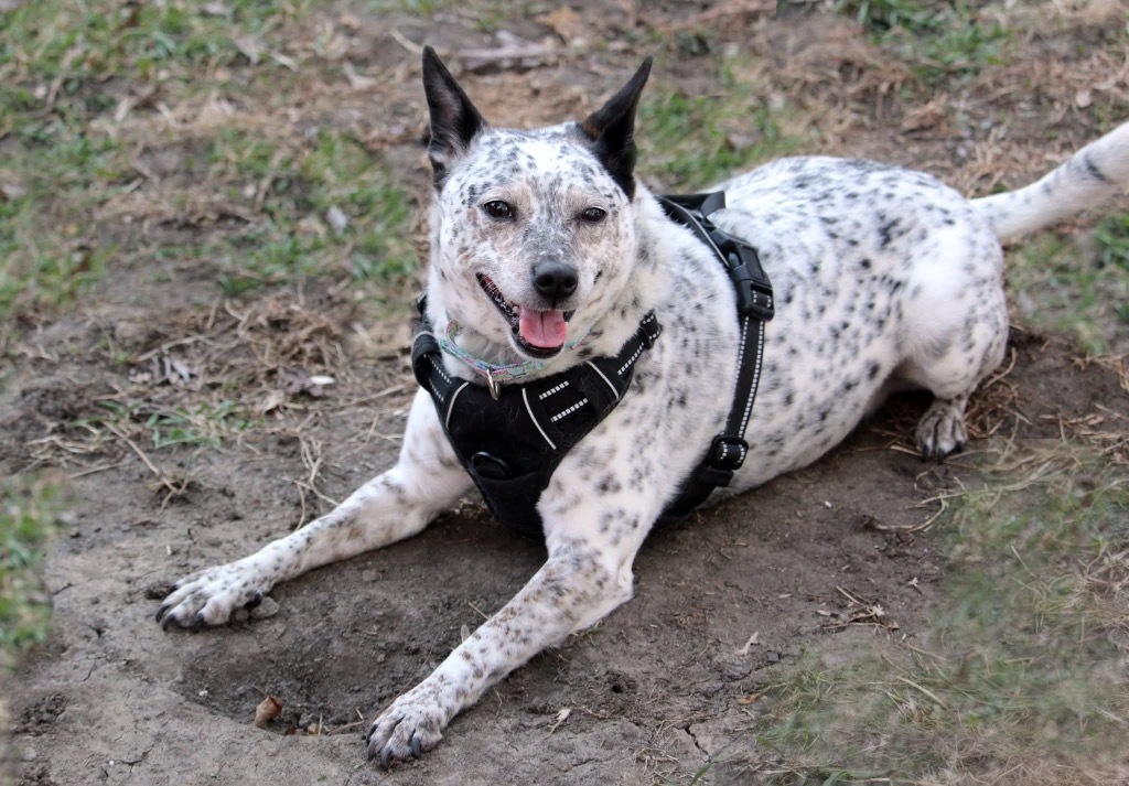 Jojo, an adoptable Cattle Dog, Mixed Breed in Savage, MN, 55378 | Photo Image 4