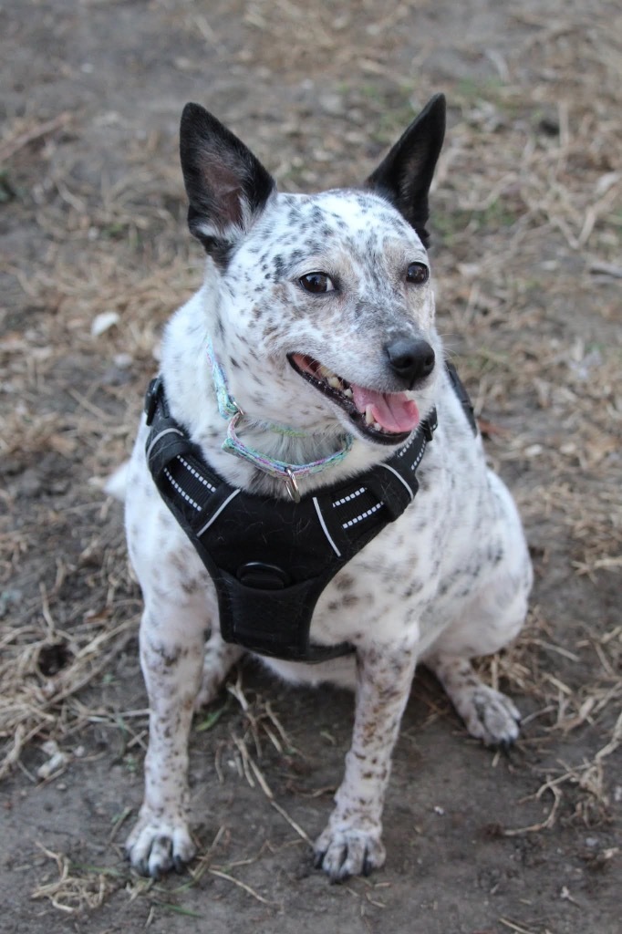 Jojo, an adoptable Cattle Dog, Mixed Breed in Savage, MN, 55378 | Photo Image 5