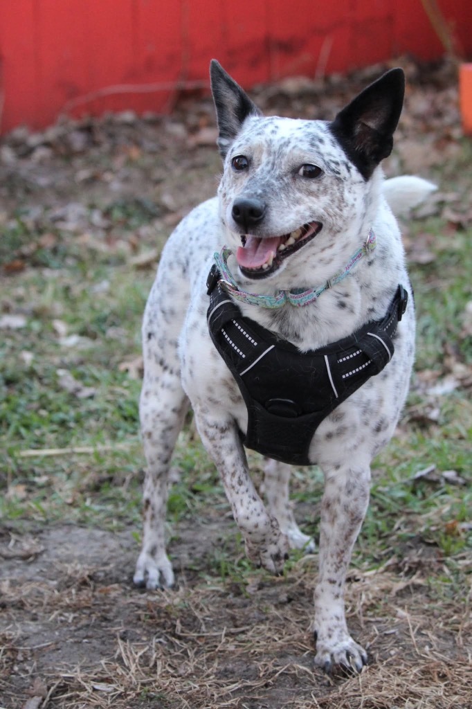 Jojo, an adoptable Cattle Dog, Mixed Breed in Savage, MN, 55378 | Photo Image 6
