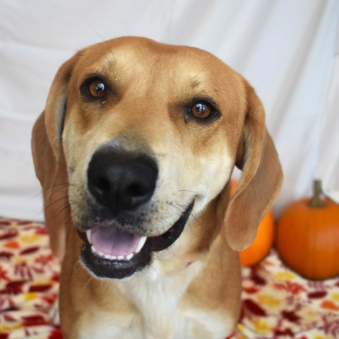 Jett, an adoptable Redbone Coonhound, Mixed Breed in Rifle, CO, 81650 | Photo Image 1