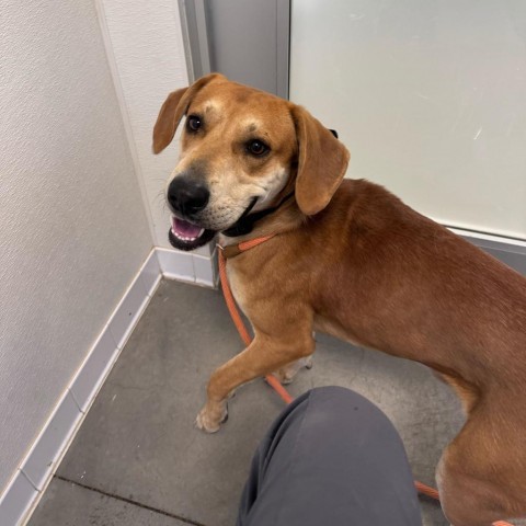 Jett, an adoptable Redbone Coonhound, Mixed Breed in Rifle, CO, 81650 | Photo Image 2