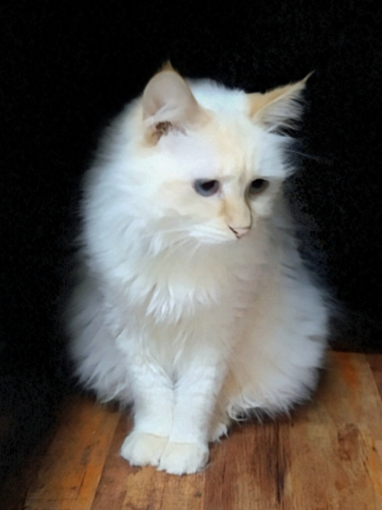 Cincin, an adoptable Domestic Long Hair in The Dalles, OR, 97058 | Photo Image 1