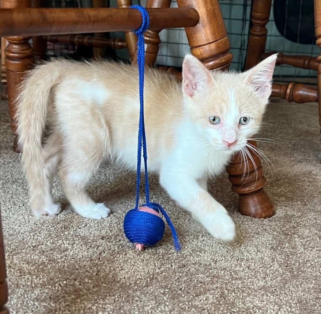 Cat for adoption Dill, a Domestic Short Hair Mix in Columbia, IL