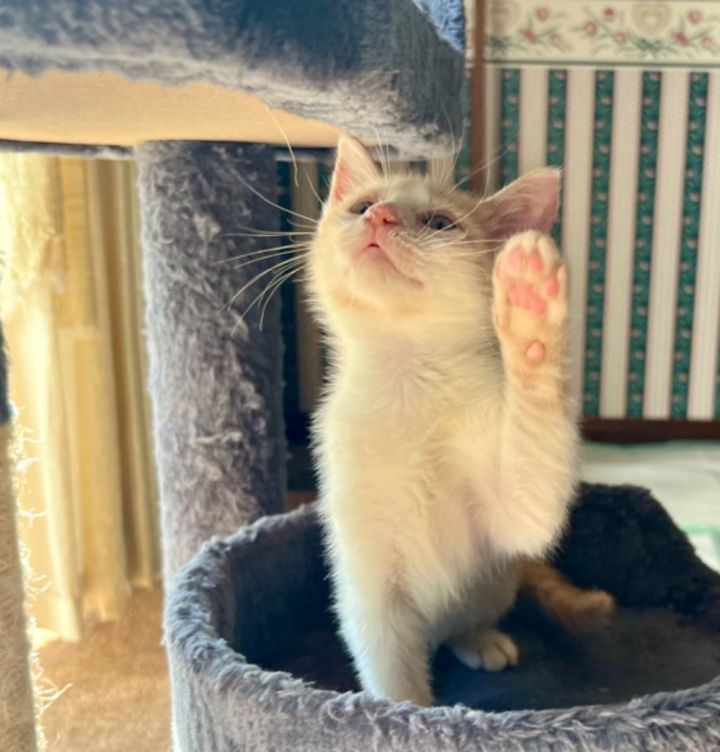 Cat for adoption Dill, a Domestic Short Hair Mix in Columbia, IL