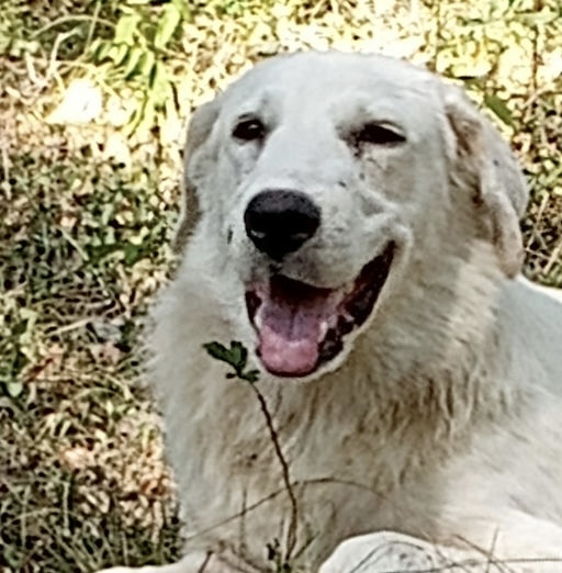 Dog for adoption Harper ATX, a Great Pyrenees in Quinlan, TX Petfinder