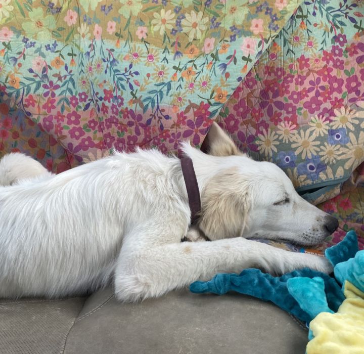 Dog for adoption Ned Nederlander ATX, a Great Pyrenees in Quinlan, TX
