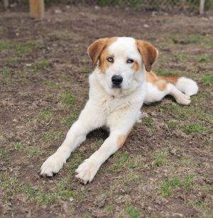 Darius, Adult Male Husky