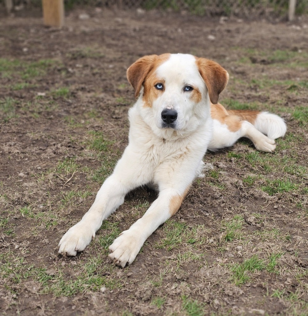 Darius, an adoptable Husky, Saint Bernard in Sprakers, NY, 12166 | Photo Image 1