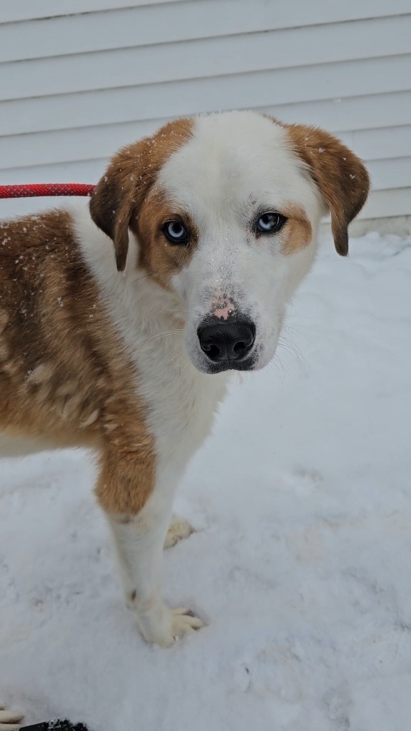 Darius, an adoptable Husky, Saint Bernard in Sprakers, NY, 12166 | Photo Image 2