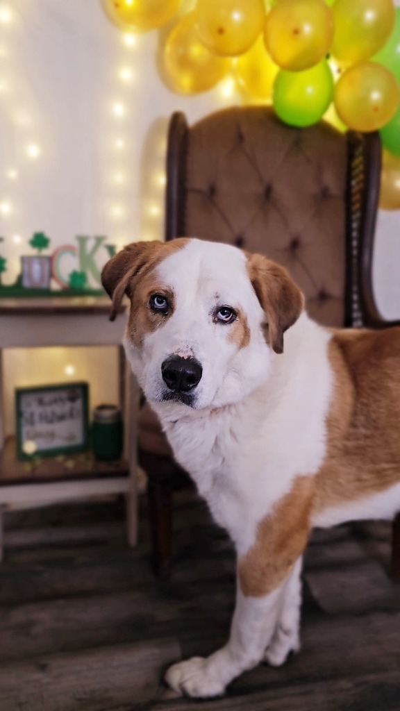 Darius, an adoptable Husky, Saint Bernard in Sprakers, NY, 12166 | Photo Image 3