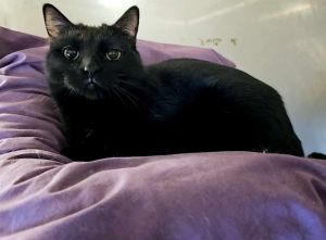 Melinda, Adult Female unknown