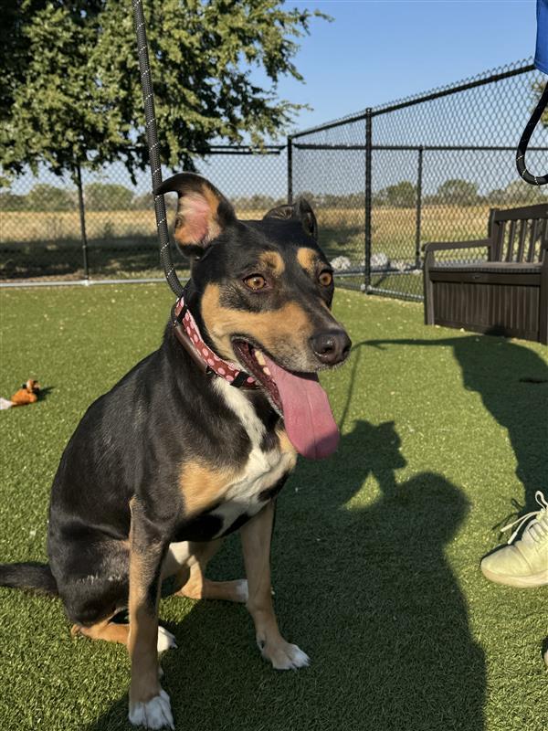 Dog for adoption Olivia, a Mixed Breed in Hutchinson, KS Petfinder