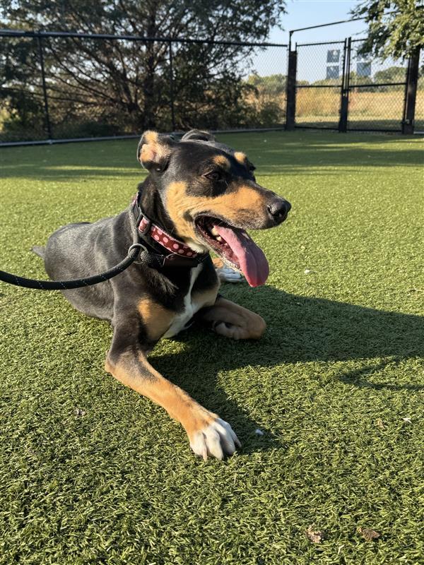 Dog for adoption Olivia, a Mixed Breed in Hutchinson, KS Petfinder