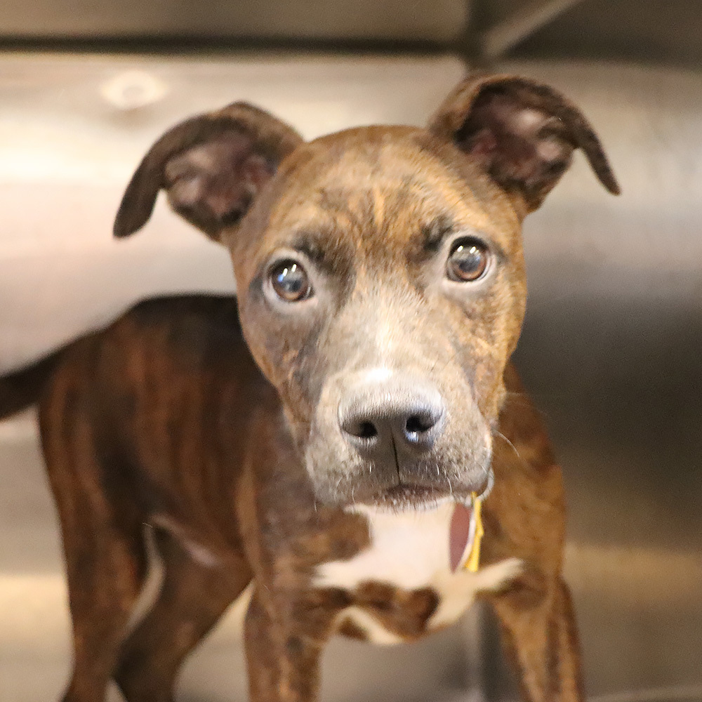 Dog for adoption Hopper, a Mixed Breed in Port Washington, NY Petfinder