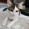 Sushi Llanos (bonded with Wasabi) photo 2