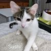 Sushi Llanos (bonded with Wasabi) photo 4