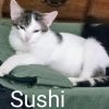 Sushi Llanos (bonded with Wasabi) photo 6