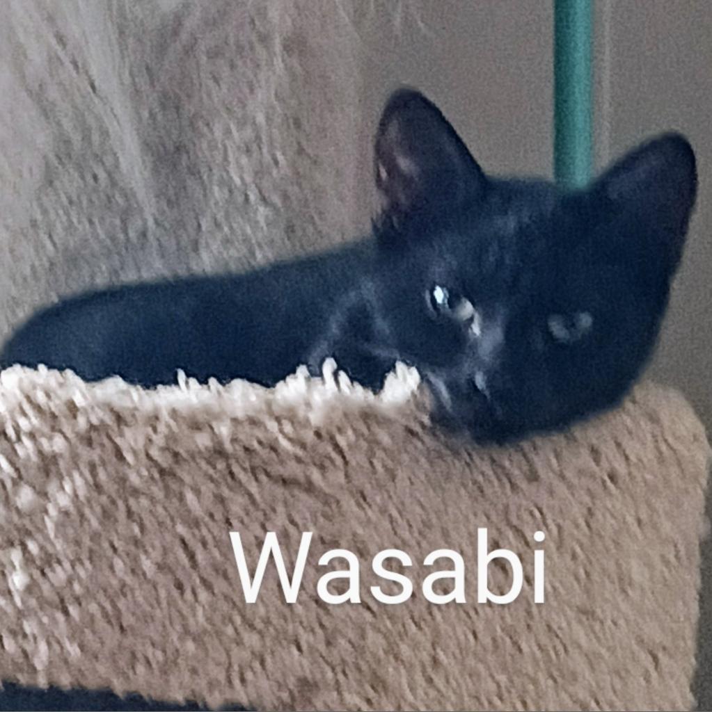 Wasabi Llanos (bonded with Sushi)