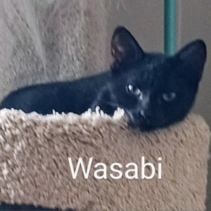 Wasabi Llanos (bonded with Sushi), Young Female unknown