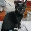 Wasabi Llanos (bonded with Sushi) photo 3
