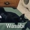 Wasabi Llanos (bonded with Sushi) photo 5