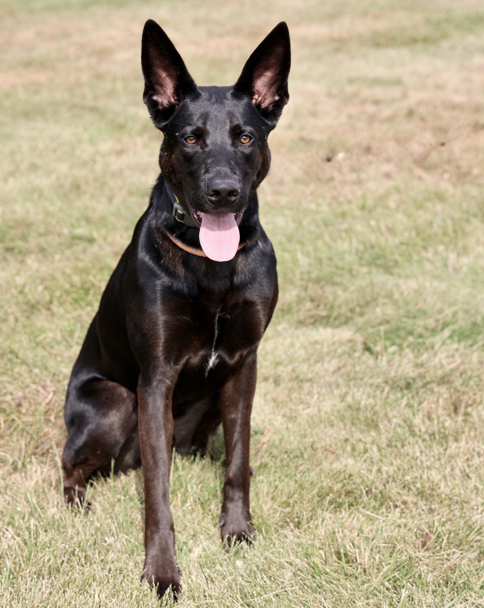 Indigo, an adoptable Shepherd, Mixed Breed in Hastings, MN, 55033 | Photo Image 1