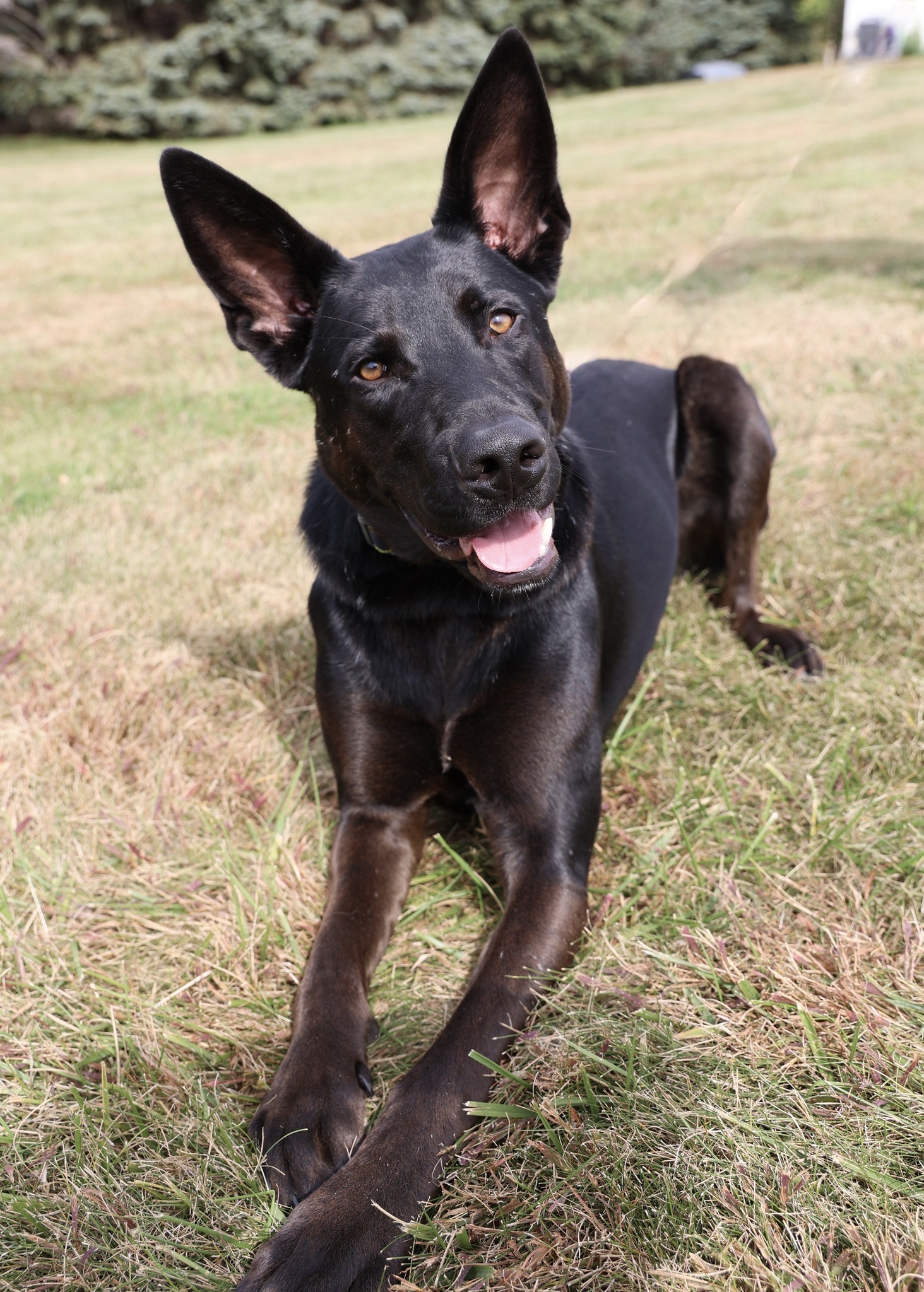 Indigo, an adoptable Shepherd, Mixed Breed in Hastings, MN, 55033 | Photo Image 2