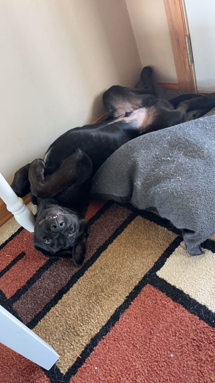 Indigo, an adoptable Shepherd, Mixed Breed in Hastings, MN, 55033 | Photo Image 3