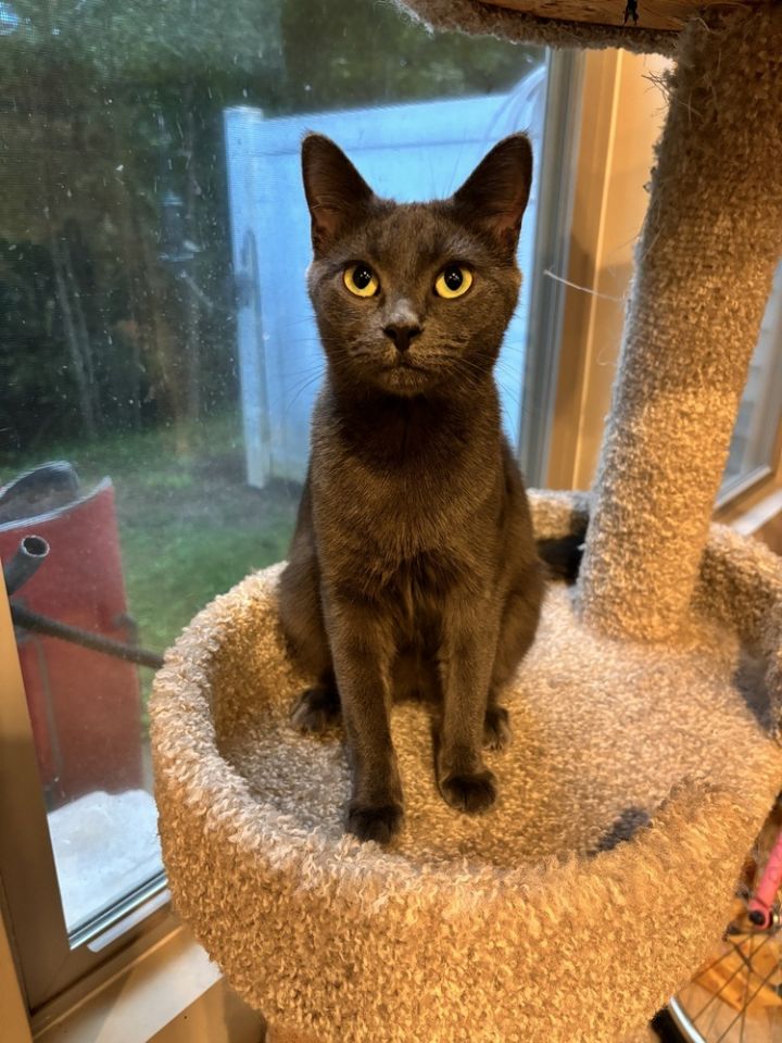 Cat for adoption Anastasia Beaverhausen, a Domestic Short Hair in