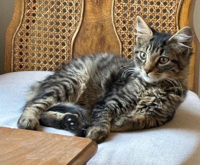 Cat for adoption Harley Roosevelt, a Domestic Medium Hair in Cary, NC