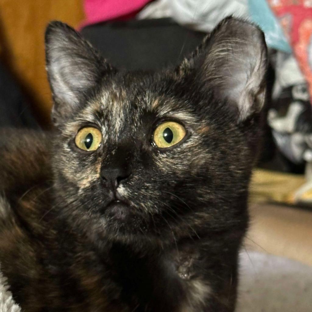 Sandy Medina, an adoptable Domestic Short Hair in Eagle Mountain, UT, 84005 | Photo Image 1