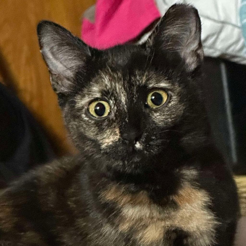 Sandy Medina, an adoptable Domestic Short Hair in Eagle Mountain, UT, 84005 | Photo Image 2