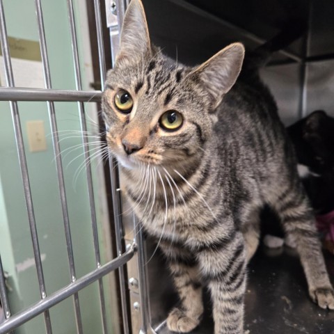 Sada, an adoptable Domestic Short Hair in Nampa, ID, 83651 | Photo Image 1