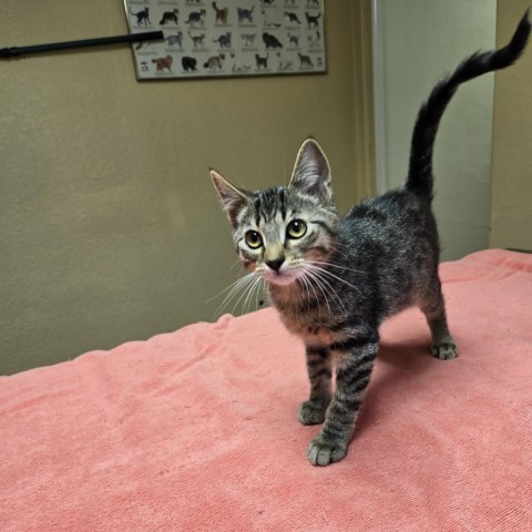 Sada, an adoptable Domestic Short Hair in Nampa, ID, 83651 | Photo Image 2