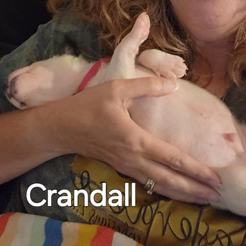 Crandall